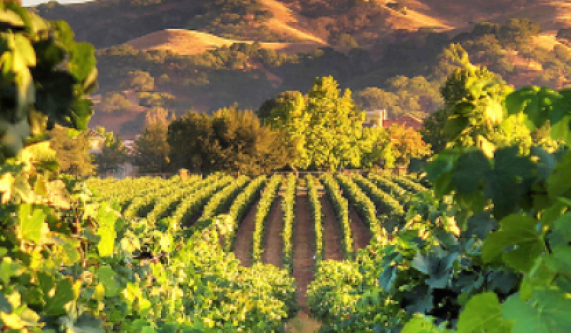 Santa Cruz, Livermore & Lodi (Live Online)