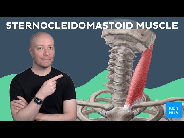 Sternocleidomastoid Muscle - Anatomy and Function Explained