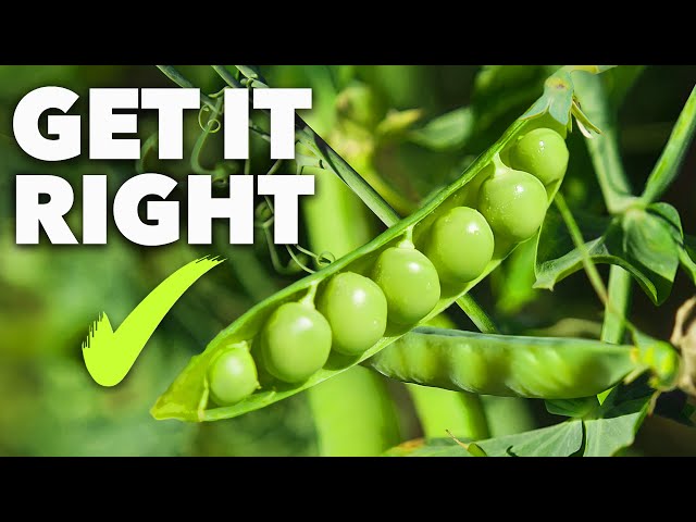 Grow the Sweetest Garden Peas Ever - Guaranteed!
