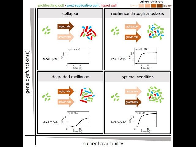 Bacterial Aging as a Consequence of Heterogeneity-Driven Adaptability