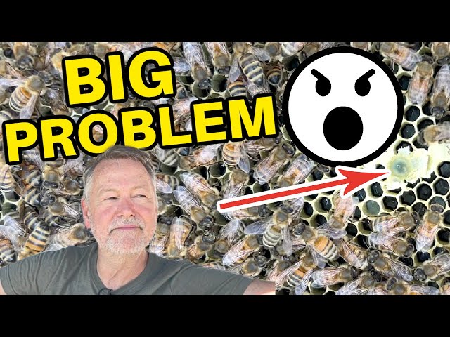 Beekeeping - Solving A Big Time Queen Issue! Now What?