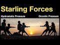 Starling Forces - Hydrostatic vs Oncotic Pressures and Edema