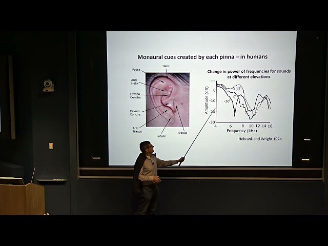 Tales of Diverse Hearing and Sound Localization Specialty: From Owls to Humans - February 12, 2025