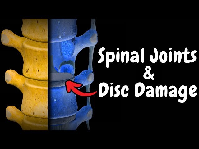 Vertebral Joints - Ligaments, Discs and Movements