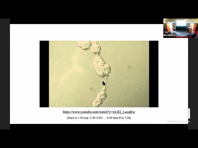 Track Building and Locomotion in Labyrinthula Zosterae: A Case of Stigmergy