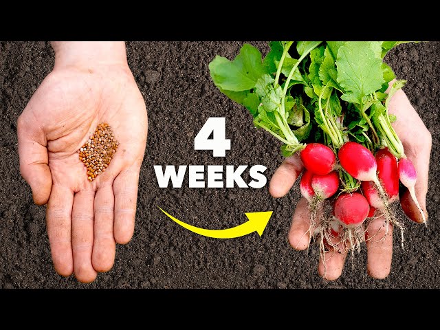 Radish Growing Masterclass: 4 Weeks to Harvest