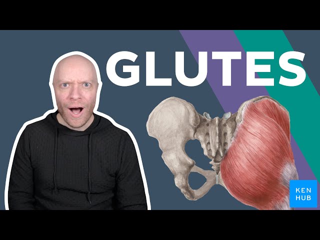 Gluteal Muscles - Anatomy and Function