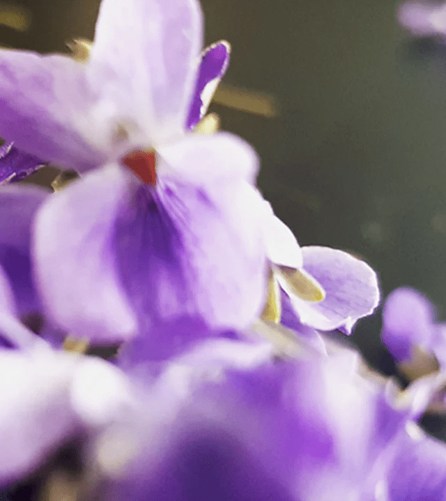 Nosedive Into Jasmine (Live Online)