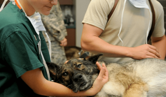 Veterinary Assistant Training Program (Live Online)