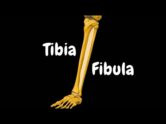 Tibia and Fibula - Lower Leg Bone Landmarks, Joints and Functions