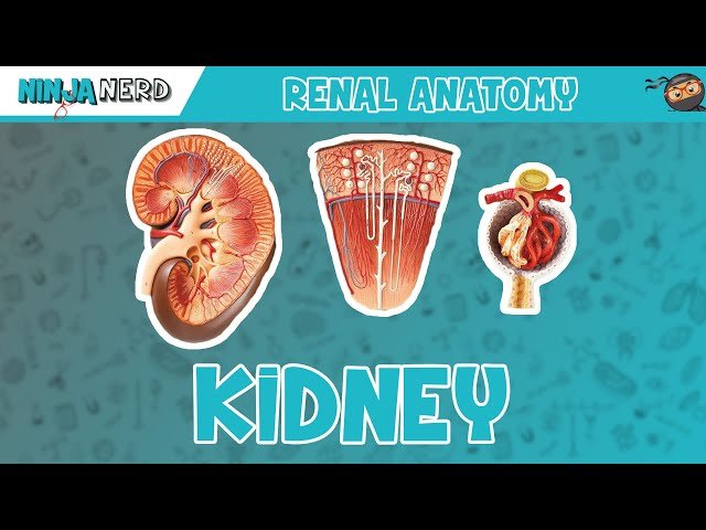 Renal Physiology