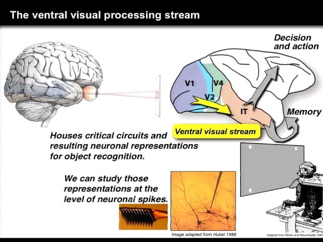 How Does the Brain Solve Visual Object Recognition