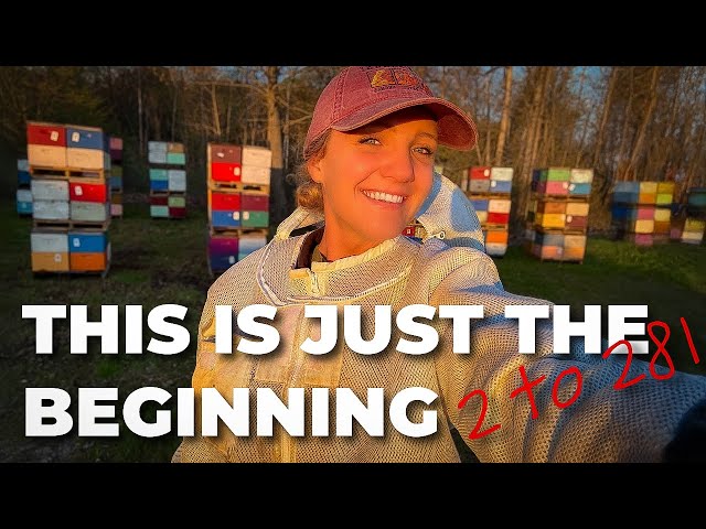 From Hobby to 281 Hives - The Making of a Beekeeping Business
