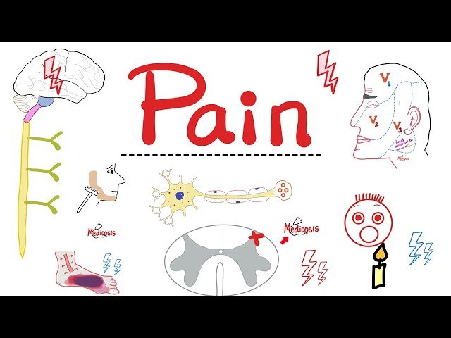 Gate Theory of Pain - Sensory Nervous System, CNS, Opioids and Pain Medications