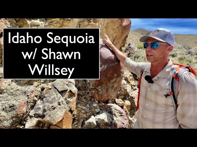 Idaho Sequoia - Geology Field Study with Shawn Willsey