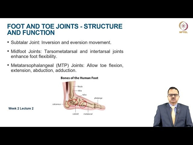 Functional Anatomy of Lower Extremity