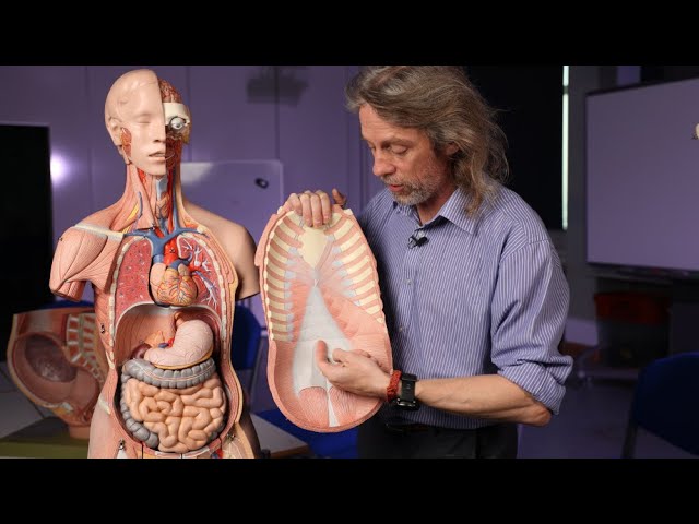 Umbilical Arteries and Vein Anatomy