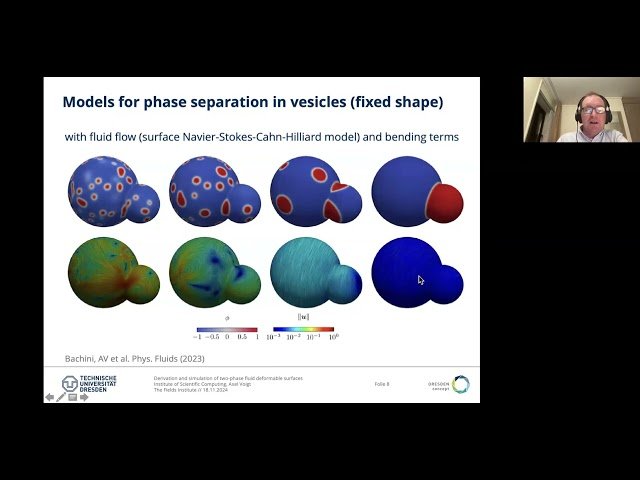 Two-Phase Flows on Deformable Surfaces in Mathematical Oncology