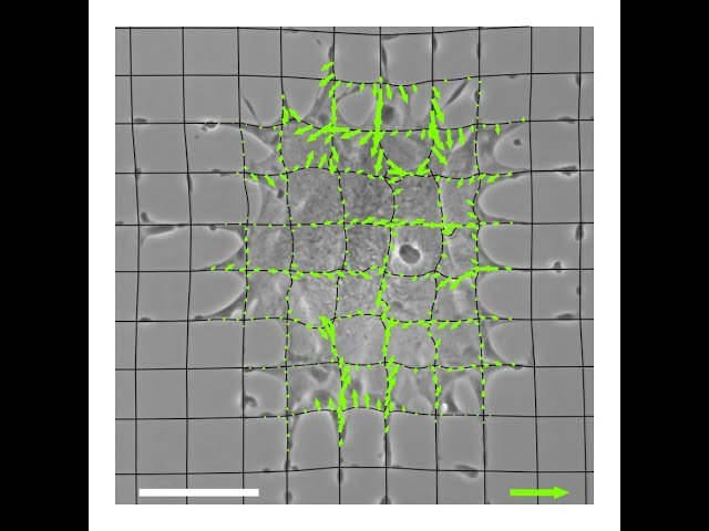 Mapping Cellular Tractions on Nanonets