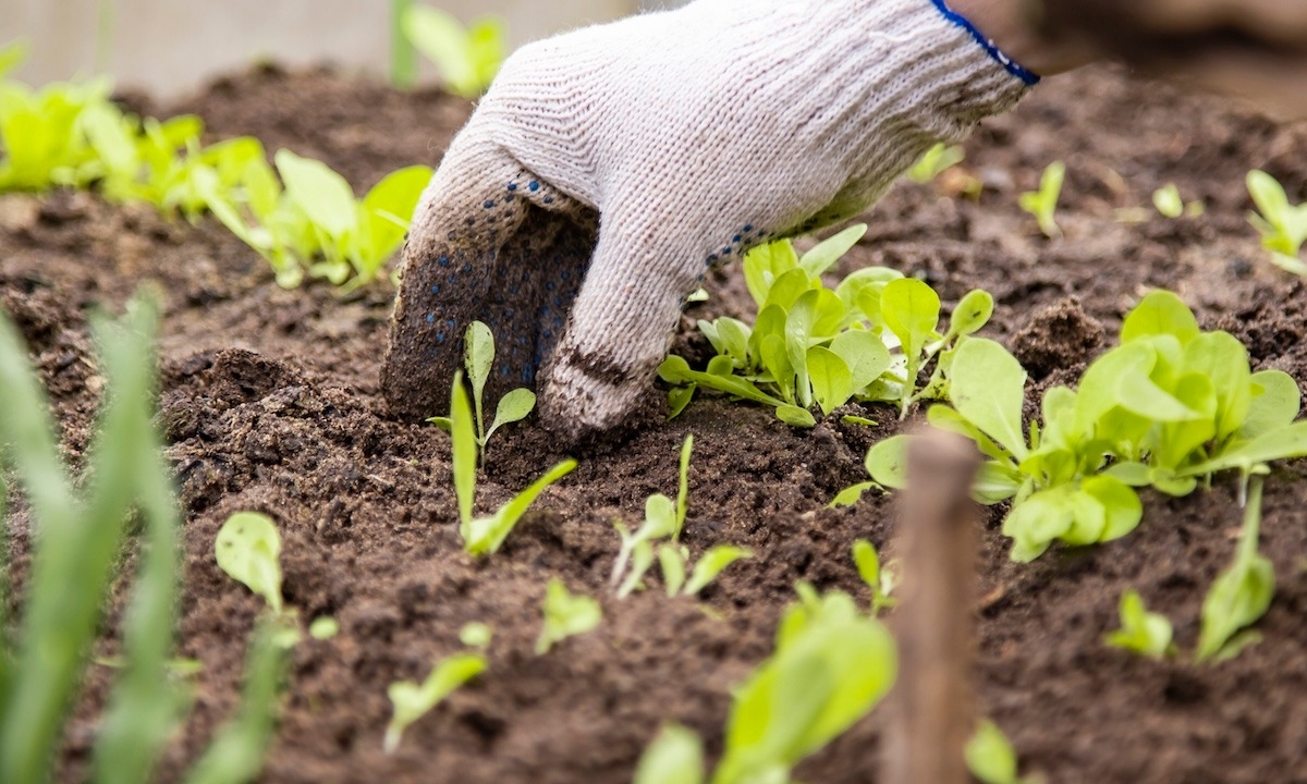 Garden Planning and Management