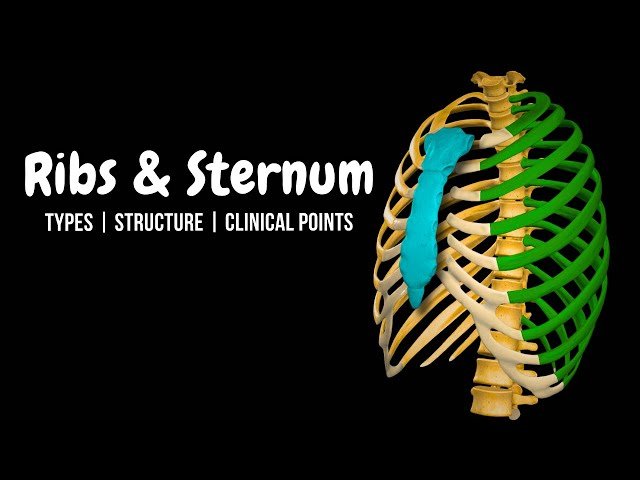 Rib and Sternum Anatomy - Bones of the Thorax