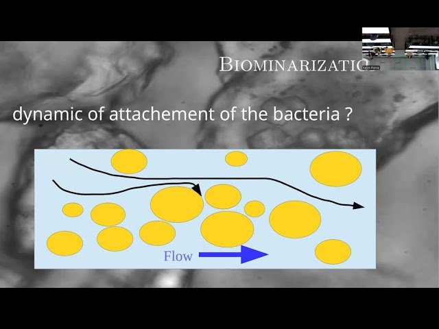 Bacterial Suspension Flow in Porous Media