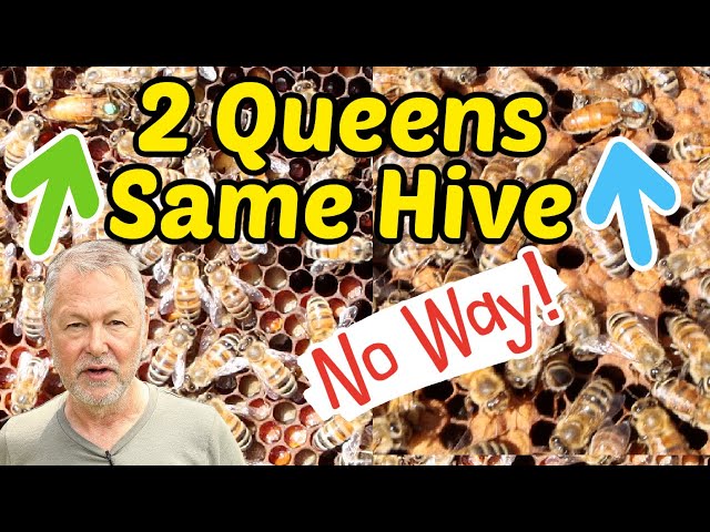 Beekeeping - I Found 2 Queens in the Same Hive: What Will Happen?