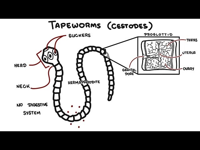 Helminths - Parasite Overview - Tapeworms, Roundworms and Flukes