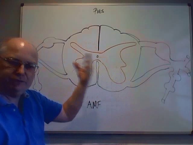 Spinal Cord, Integration, and the Autonomic Nervous System - Test 6 Videos