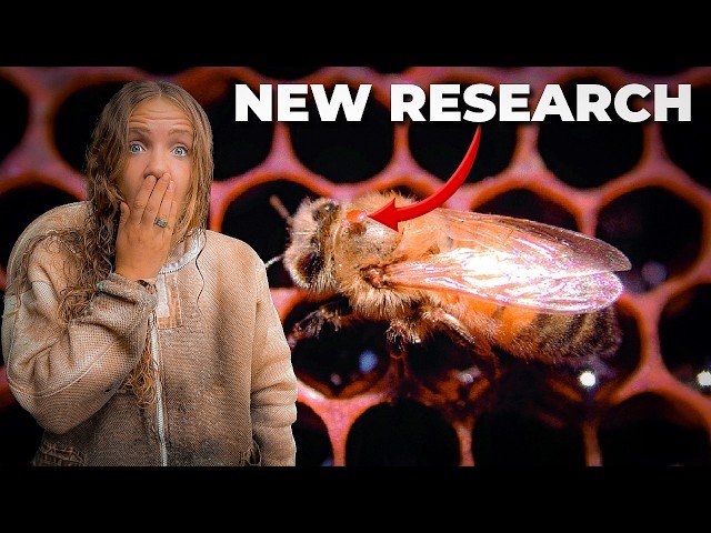 How Tropilaelaps Could Reshape Beekeeping in North America