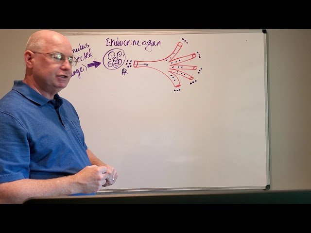 Anatomy and Physiology II - Endocrine Anatomy and Physiology - Test 2