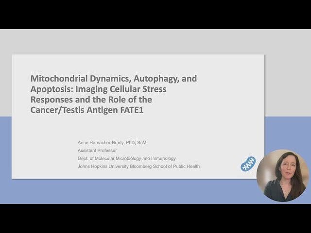 Mitochondrial Dynamics, Autophagy, and Apoptosis - Imaging Cellular Stress Responses and the Role of the Cancer/Testis Antigen FATE1