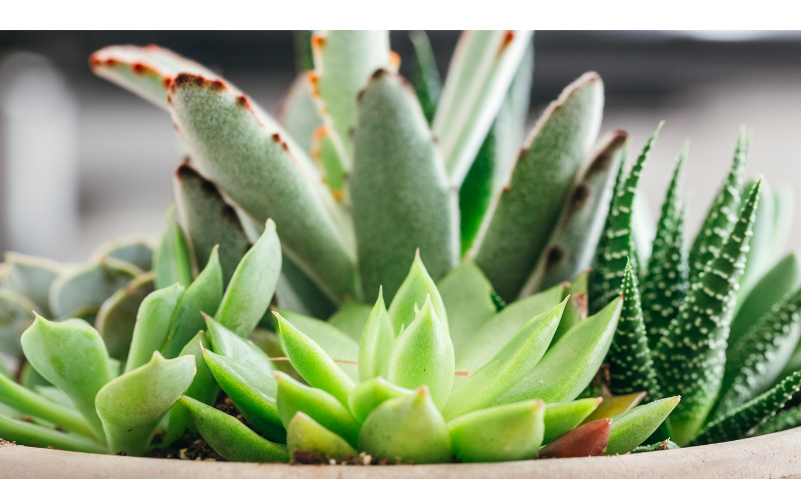 Botanical Art: Succulents (Live Online)