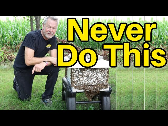 Beekeeping - Never Ever Do This In Beekeeping