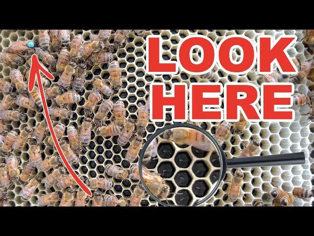 Beekeeping - How to Save Your Hive by Controlling Your Queen