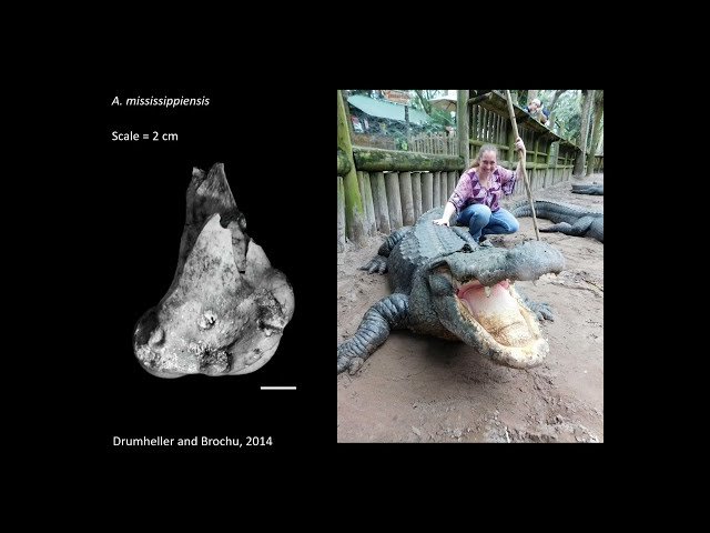 How to Make a Dinosaur Mummy