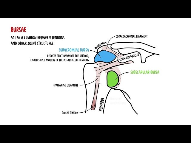 Shoulder Anatomy for Clinical Practice - Medical Student and Clinicians Review