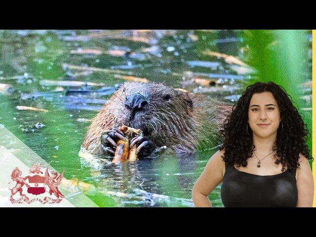 What Have Beavers Done for London - The Ealing Beaver Project