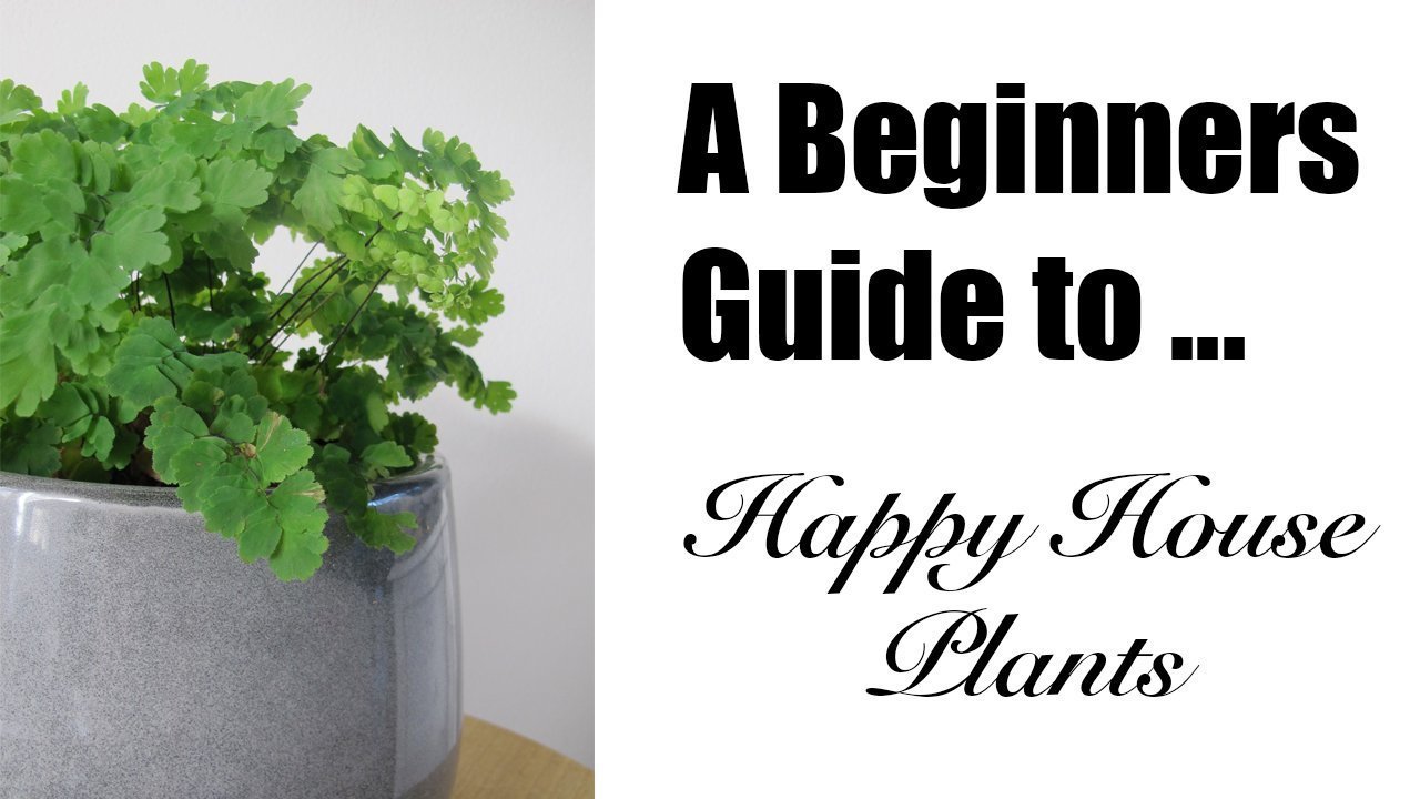 Online Course A Beginners Guide to Happy House Plants How to Care for