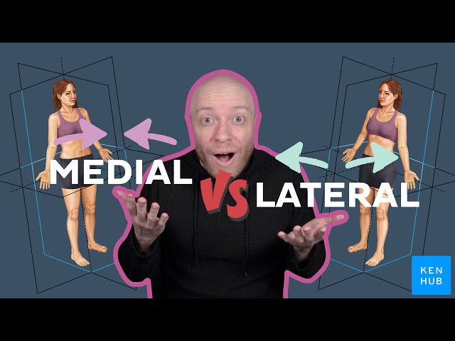 Medial vs Lateral Explained Clearly