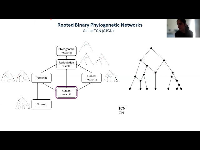 Combinatorics of Time-Consistent Galled Trees