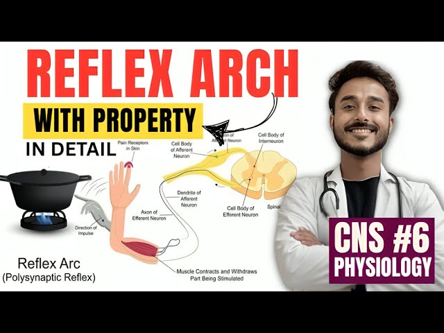 Reflex Arc Physiology - Monosynaptic and Polysynaptic Reflexes - Properties of Reflex Arc Physiology