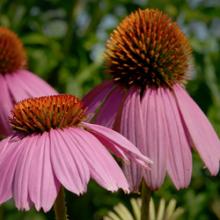 Perennial Plant Combinations (Live Online)