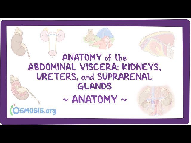 Anatomy of the Abdominal Viscera - Kidneys, Ureters and Suprarenal Glands