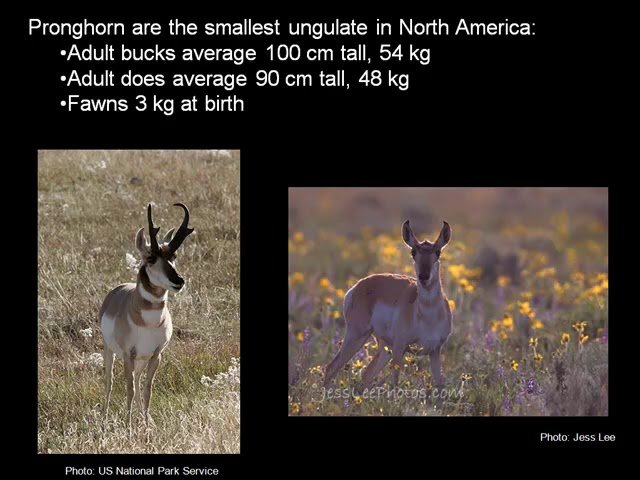 Masters of Animals - Pronghorn Hunting on the Alberta Plains