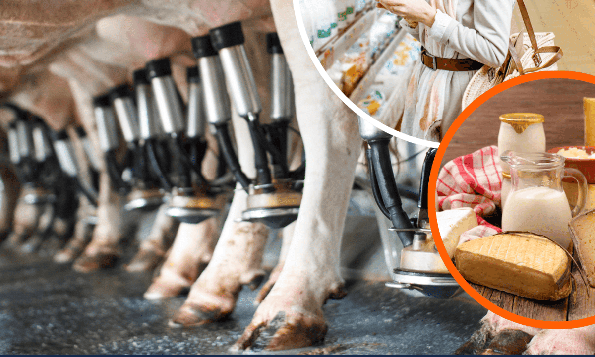 Discovering Dairy: What's in Your Milk?