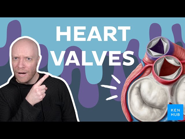 Thorax - Organs, Arteries, Veins and Nerves