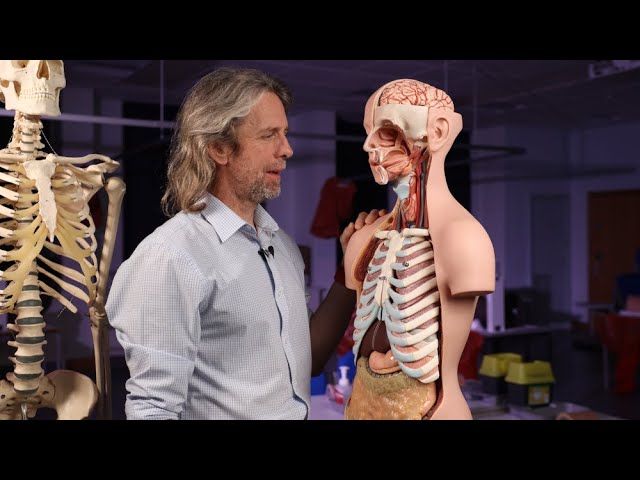 Is It the Phrenic or the Vagus? - Anatomy Nerve Identification Guide