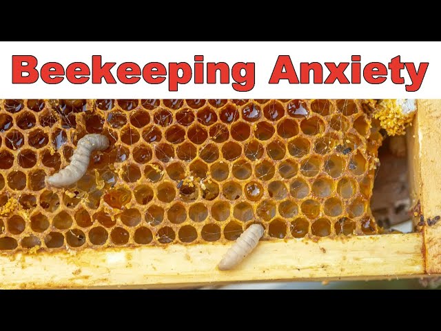 Beekeeping Anxiety Is Real - What If Something Goes Wrong