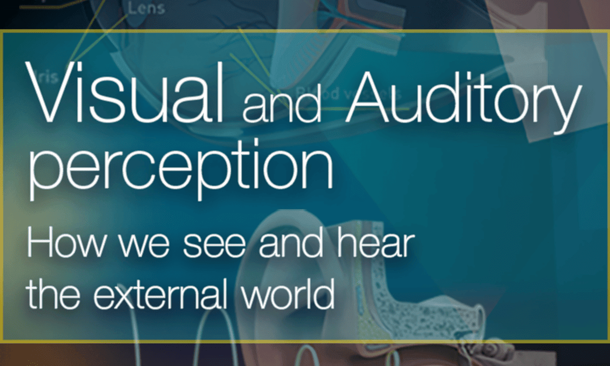 Visual and Auditory Perception: How We See and Hear